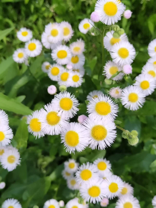 ただの雑草。だけどしっかりお花ですね。

#地元農家 #新鮮野菜 #お米 #農家直送 #農業の魅力 #なんばファーム #農園の日常 #食卓の幸せ #安心安全食品 #地域の味 #農家の誇り #自然の恵み #農業体験 #お米の直売 #土と共に生きる