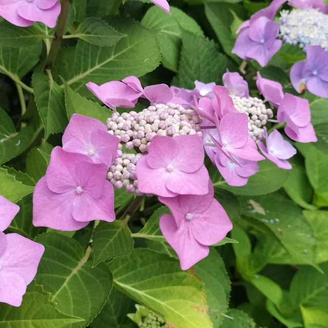 曇天模様の新潟ですが紫陽花は元気です！

#新潟米 #コシヒカリ #なんばファーム #農家直送 #産地直送 #お米のある暮らし #ごはんが主役 #炊きたてごはん  #お米の通販 #農家の食卓 #食べて応援  #家族の食卓  #自然と生きる #お取り寄せグルメ #ふるさと納税 #お米 #子どもに安心なごはん #直売